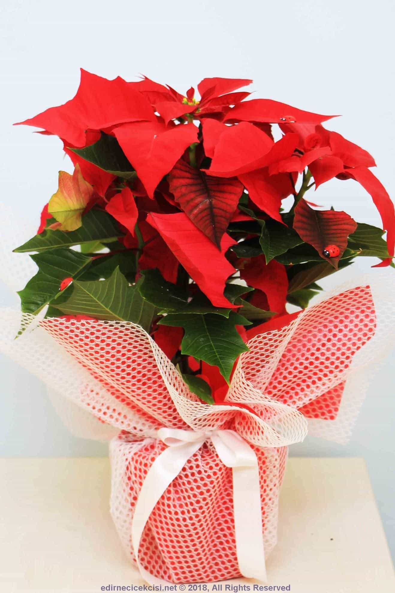 kirmizi-canli-japon-cicegi-21